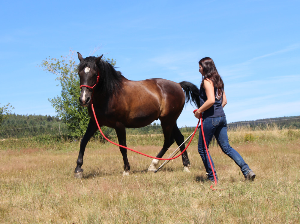 Horsemanship_Tatjana_Lichtenberger_Beritt_1
