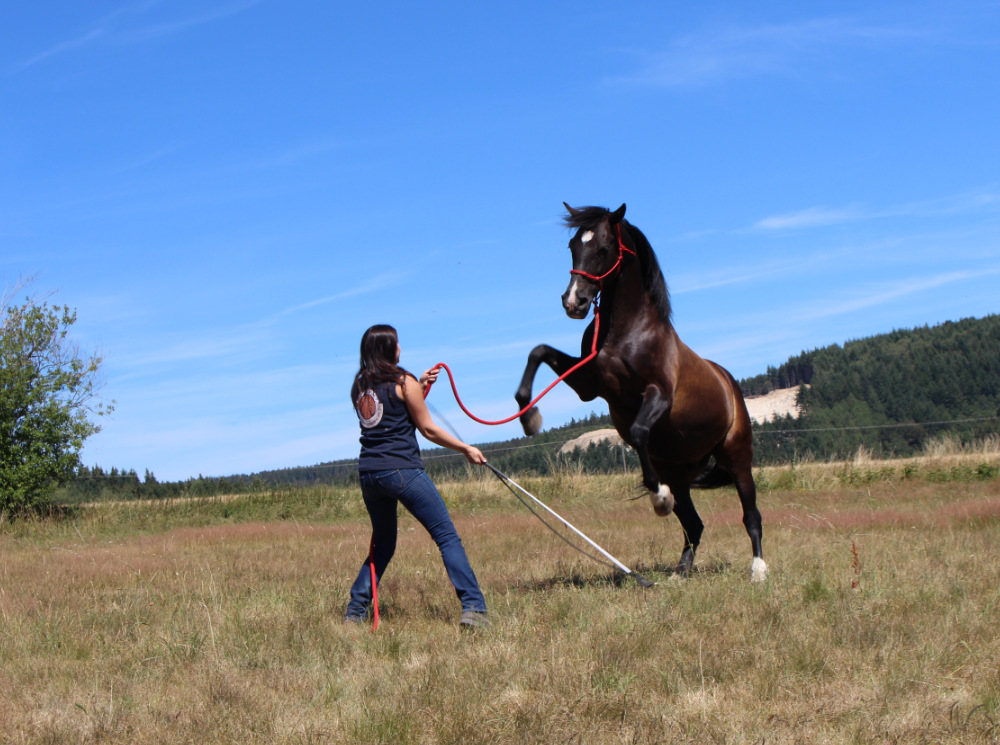 Pferd_steigen_lassen_lernen