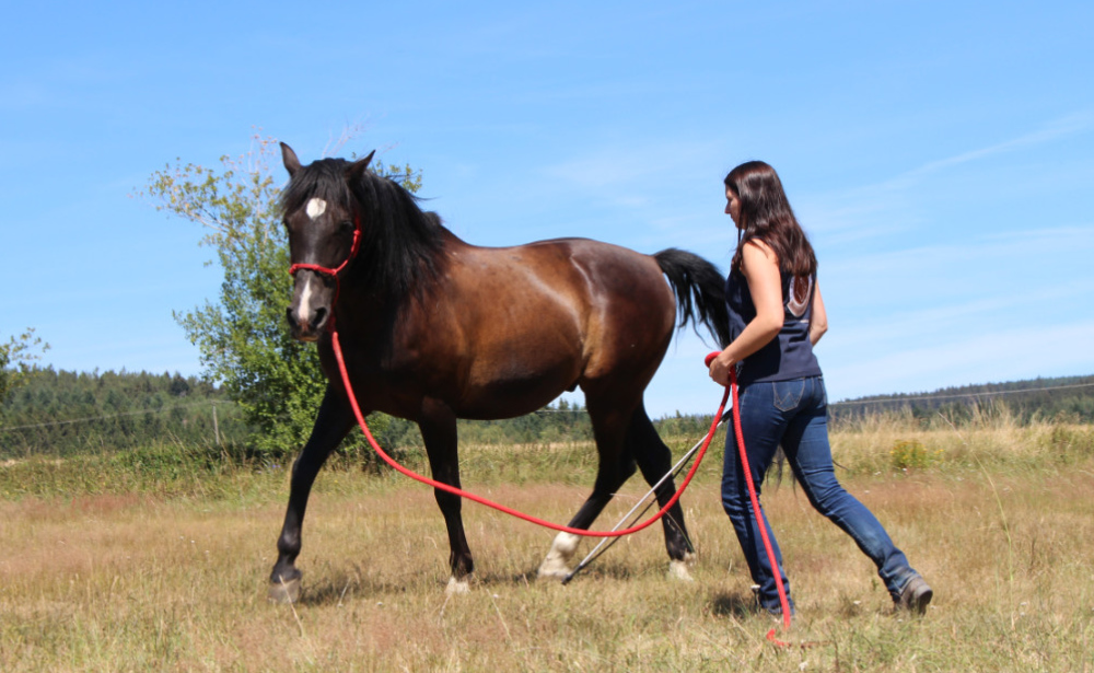 Lichtenberger_Horsemanship_Trainerin_Hessen_Beritt1
