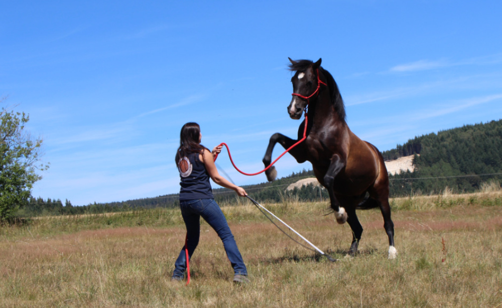 Lichtenberger_Horsemanship_Trainerin_Hessen_Beritt2